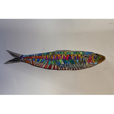 Rainbow-Sardine