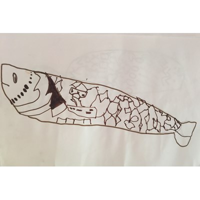 sardina arcobaleno, sardina zigzag, sardina palloncino, sardina faccia