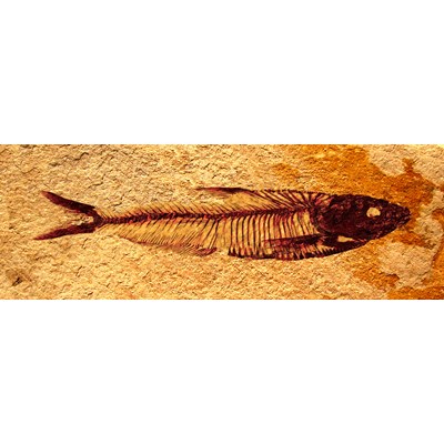 Sardine Fossil