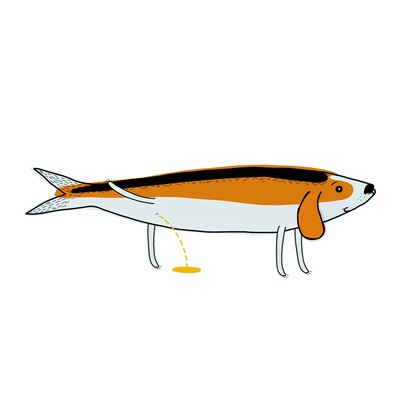 beagle sardine III